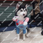 ポンスキー子犬ID()サムネイル画像2