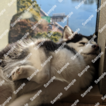 ポンスキー子犬ID()サムネイル画像5