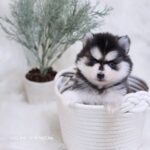 ポンスキー子犬ID()サムネイル画像1