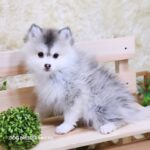 ポンスキー子犬ID()サムネイル画像3