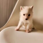 ポンスキー子犬ID()サムネイル画像10