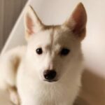 ポンスキー子犬ID()サムネイル画像8
