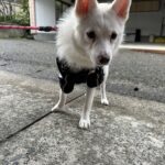 ポンスキー子犬ID()サムネイル画像5