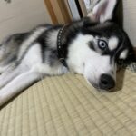 ポンスキー子犬ID()サムネイル画像6