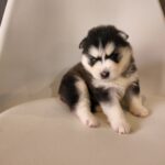 ポンスキー子犬ID()サムネイル画像7