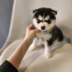 ポンスキー子犬ID()サムネイル画像6