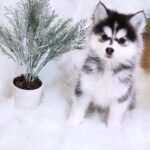 ポンスキー子犬ID()サムネイル画像2