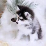 ポンスキー子犬ID()サムネイル画像4