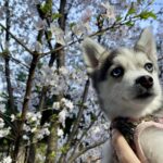 ポンスキー子犬ID()サムネイル画像8