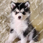 ポンスキー子犬ID()サムネイル画像9