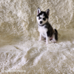 ポンスキー子犬ID()サムネイル画像1