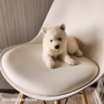 ポンスキー子犬ID()サムネイル画像3