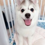 ポンスキー子犬ID()サムネイル画像4