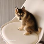 ポンスキー子犬ID()サムネイル画像3