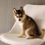 ポンスキー子犬ID()サムネイル画像1