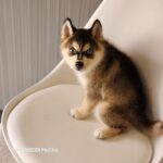 ポンスキー子犬ID()サムネイル画像2