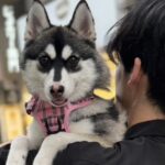 ポンスキー子犬ID()サムネイル画像5