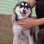 ポンスキー子犬ID()サムネイル画像6