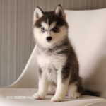 ポンスキー子犬ID()サムネイル画像3