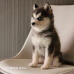 ポンスキー子犬ID()サムネイル画像4