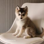 ポンスキー子犬ID()サムネイル画像1