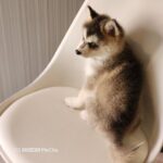 ポンスキー子犬ID()サムネイル画像3