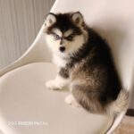 ポンスキー子犬ID()サムネイル画像1