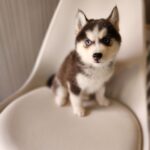 ポンスキー子犬ID()サムネイル画像3