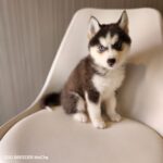 ポンスキー子犬ID()サムネイル画像2