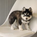 ポンスキー子犬ID()サムネイル画像3