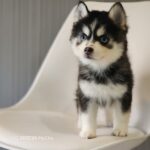 ポンスキー子犬ID()サムネイル画像1