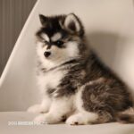 ポンスキー子犬ID()サムネイル画像4