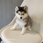 ポンスキー子犬ID()サムネイル画像3