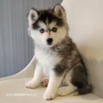 ポンスキー子犬ID()サムネイル画像4