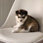 ポンスキー子犬ID()サムネイル画像3