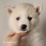 ポンスキー子犬ID()サムネイル画像4