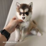 ポンスキー子犬ID()サムネイル画像3