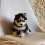 ポンスキー子犬ID()サムネイル画像1