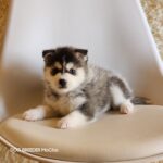 ポンスキー子犬ID()サムネイル画像1