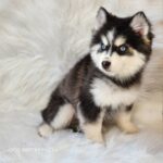 ポンスキー子犬ID()サムネイル画像1