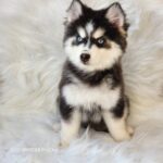 ポンスキー子犬ID()サムネイル画像2