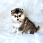 ポンスキー子犬ID()サムネイル画像2