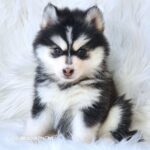 ポンスキー子犬ID()サムネイル画像1