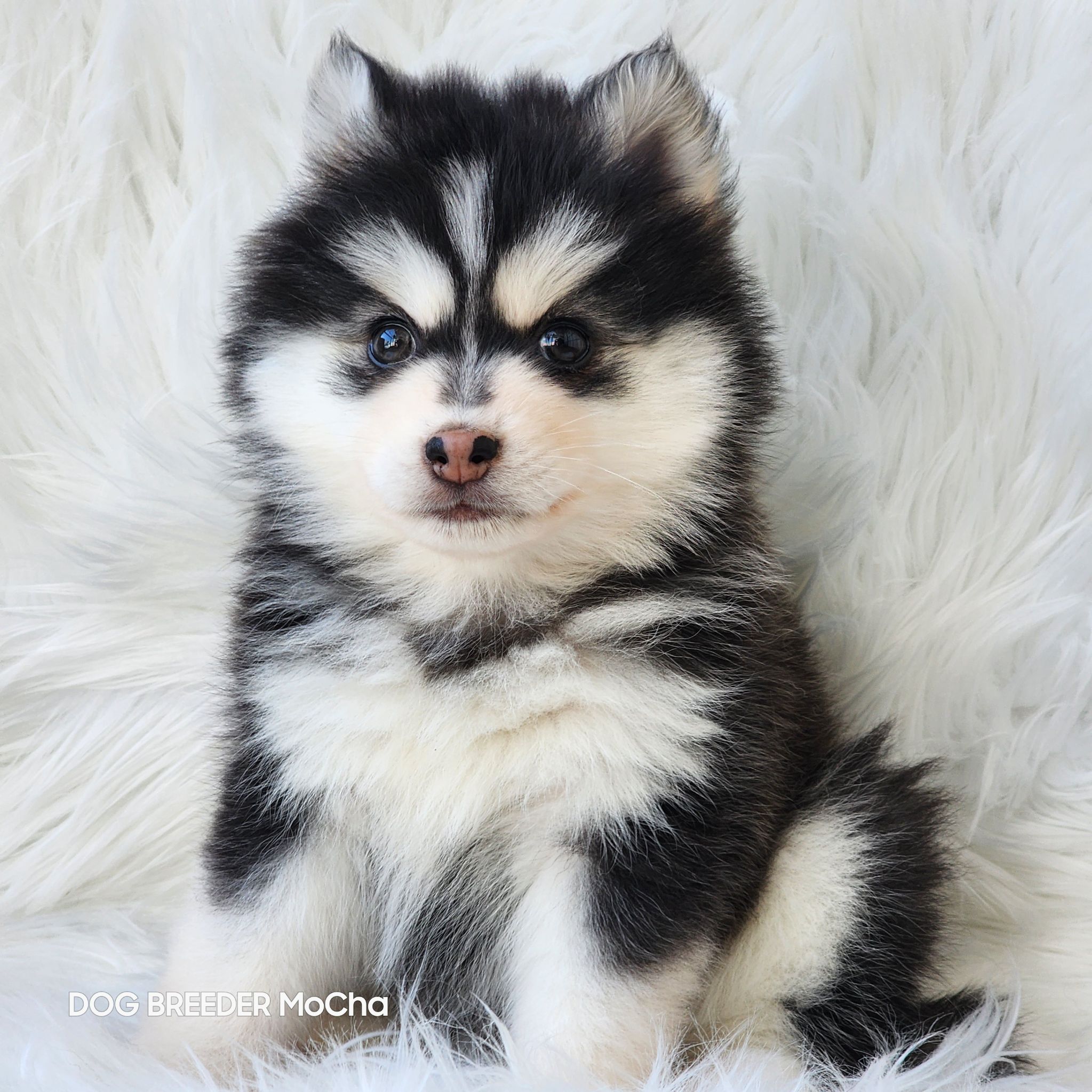 ポンスキー子犬ID()画像3