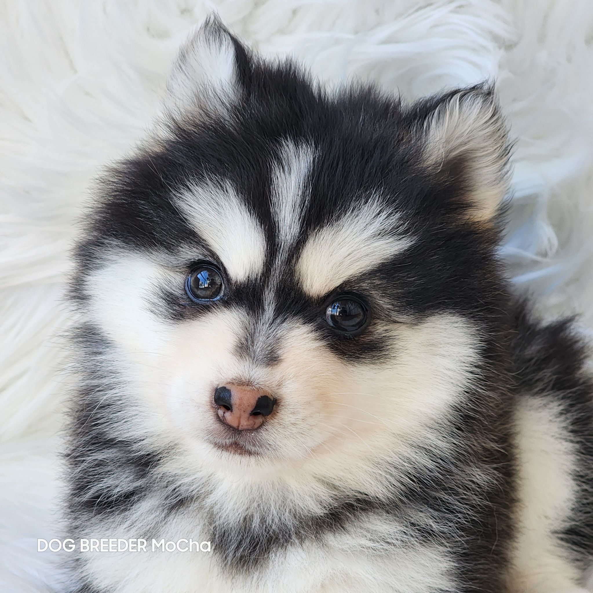 ポンスキー子犬ID()画像4