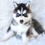 ポンスキー子犬ID()サムネイル画像1