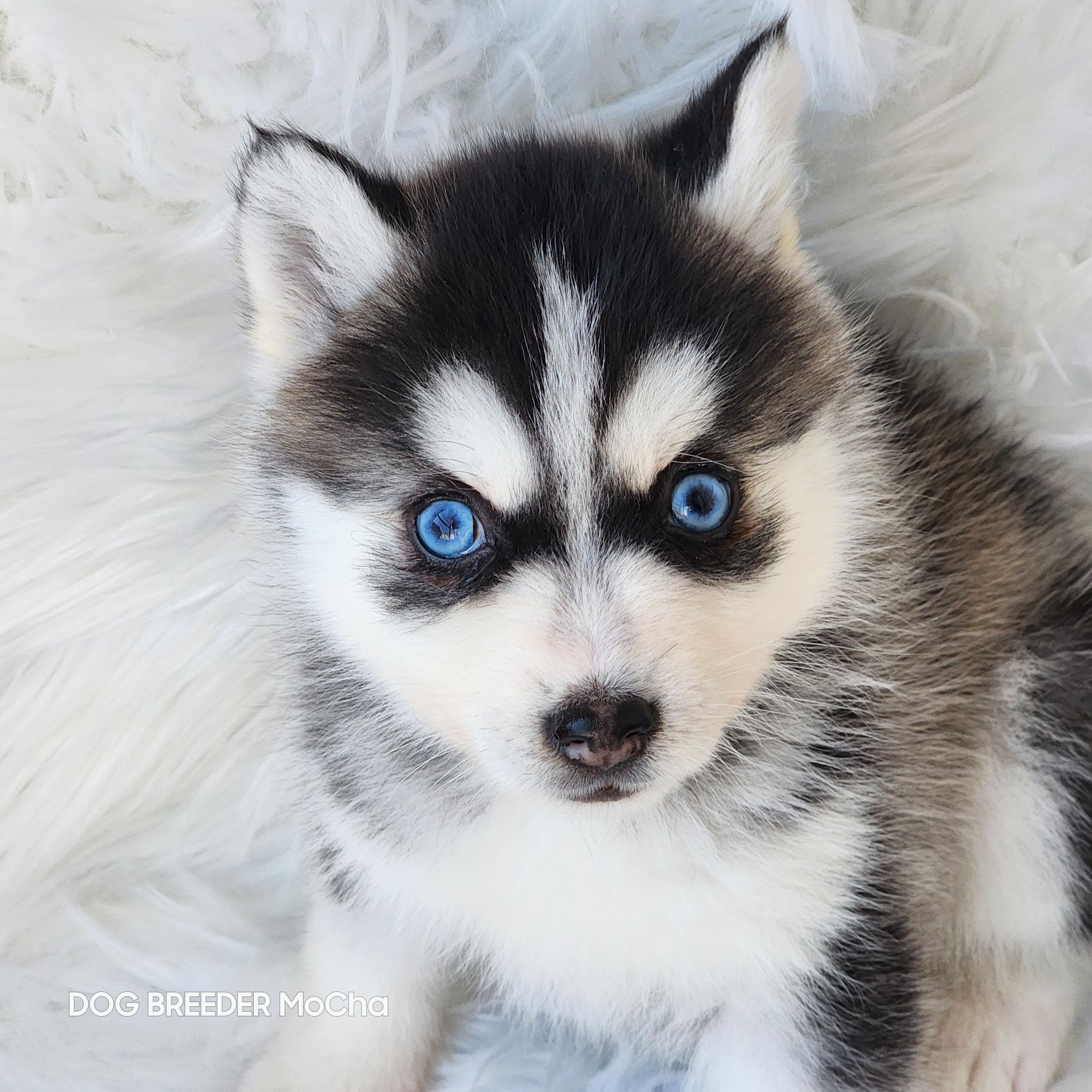 ポンスキー子犬ID()画像4