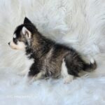 ポンスキー子犬ID()サムネイル画像3