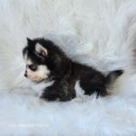 ポンスキー子犬ID()サムネイル画像3