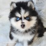 ポンスキー子犬ID()サムネイル画像4